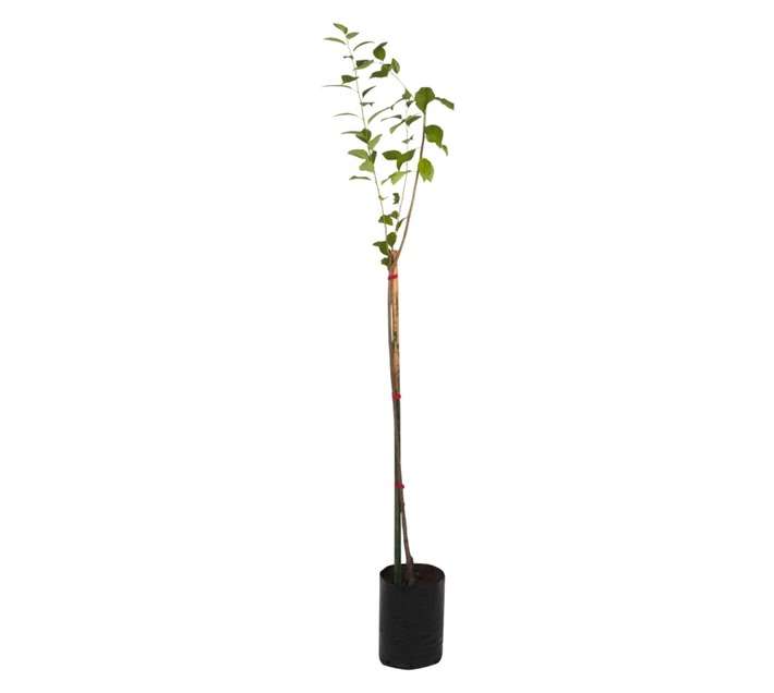 Giving Trees Angeleno Plum Fruit Tree (10L)