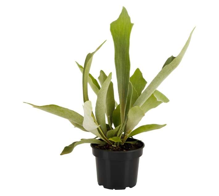 San Michell Platycerium Bifurcatum Netherlands Plant (140mm)