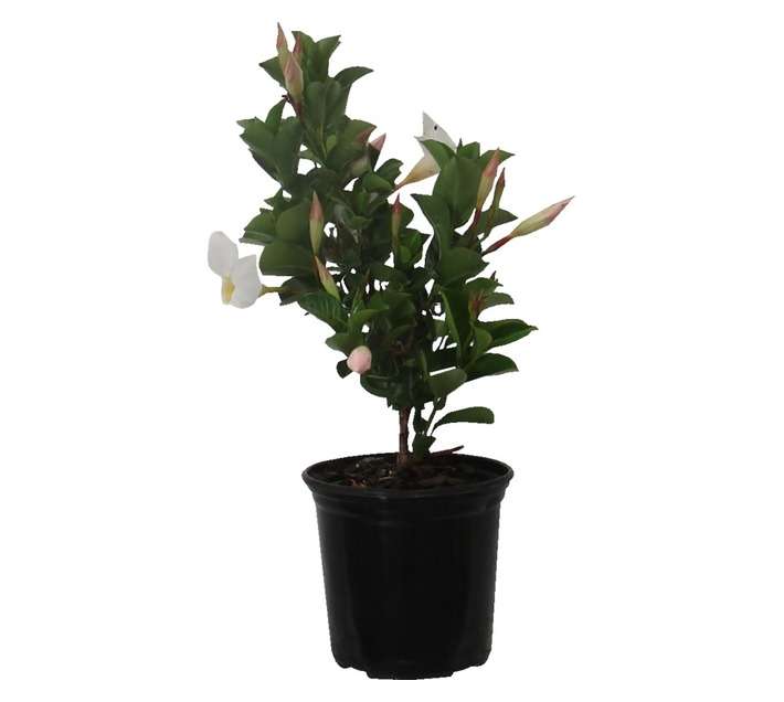 Dipl Diamantina Jade White (15cm Pot)