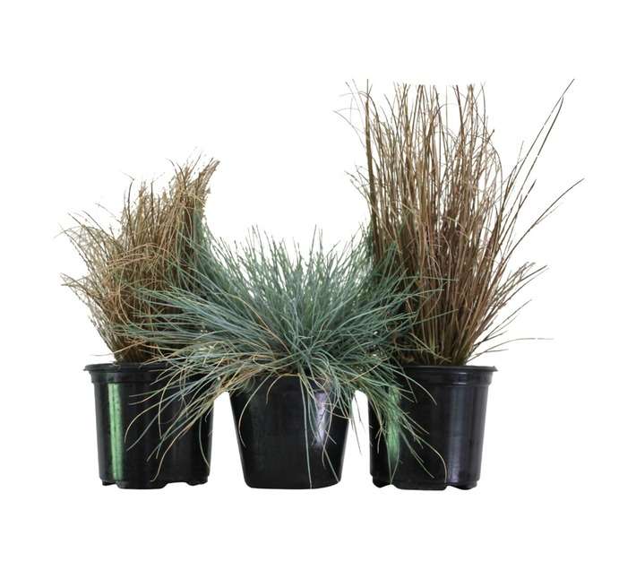 Andy Titterton Colourgrass Pot (120mm)