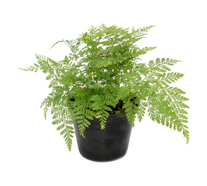 LVG Davallia Bullata Potted Plant (120mm)