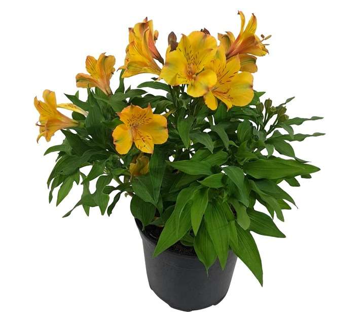 Tuberflora Alstroemeria X Hybrida Plant (190mm)