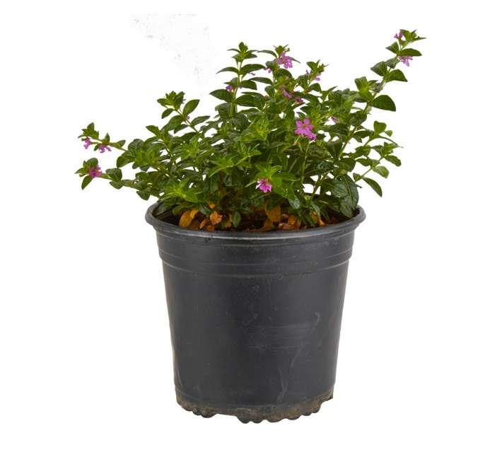 Colorweis Cuphea Mexicans Lilac Wonder Pot (170mm)