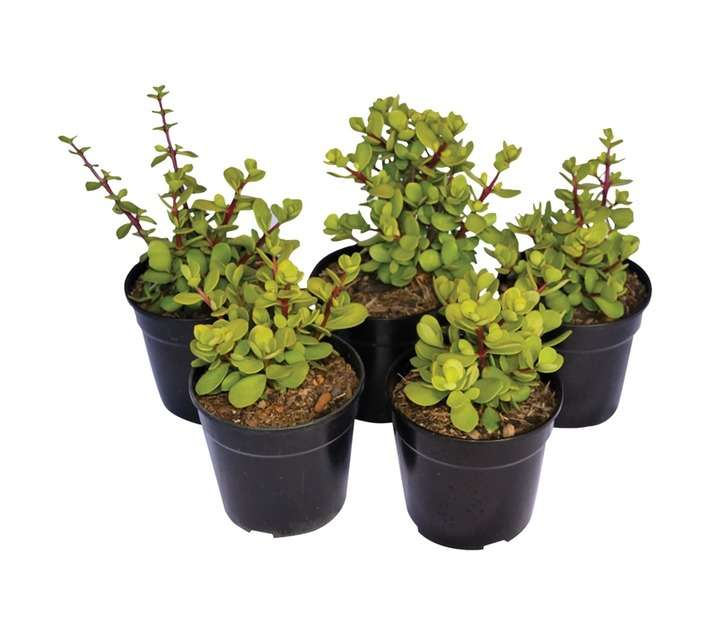 SB Portulacaria Afra Potted Plant (120mm)
