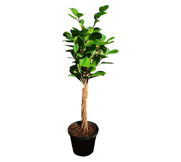 Airely Farms Ficus Twisted Potted Plant - Assorted (150mm)