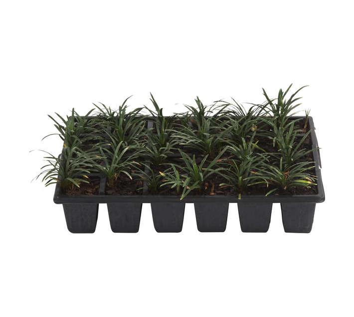 Malanseuns Dichondra Argentea Silver Falls Hanging Potted Plant (150mm)
