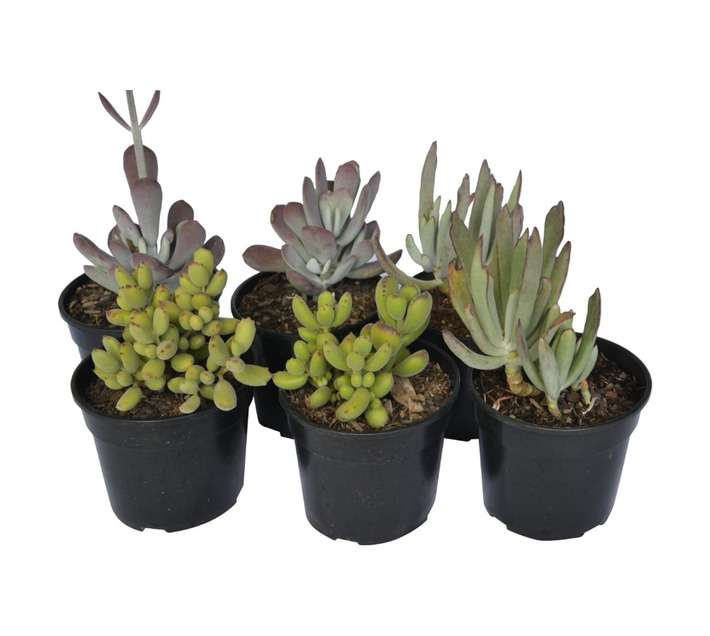 SB Cotelydon Potted Plant (150mm)