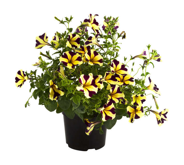 Tuberflora Amor Petunia Potted Plant (150mm)