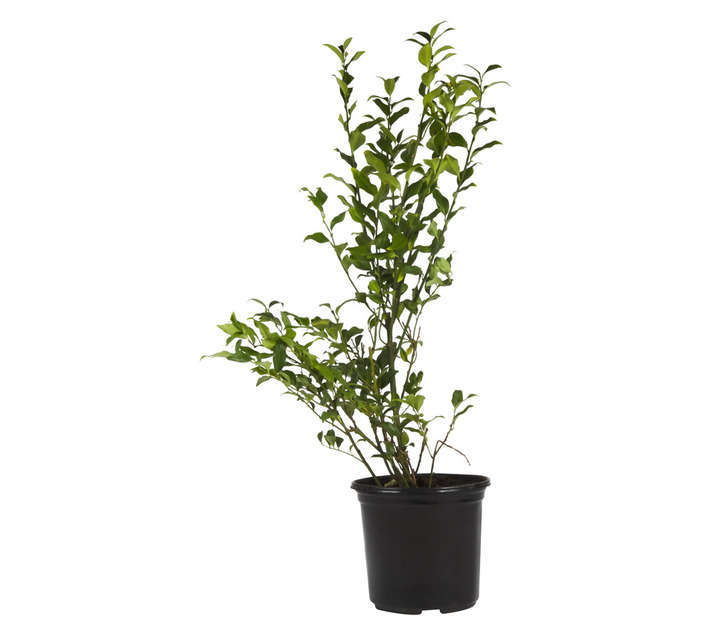 SARCOCOCCA HUMILIS 17CM