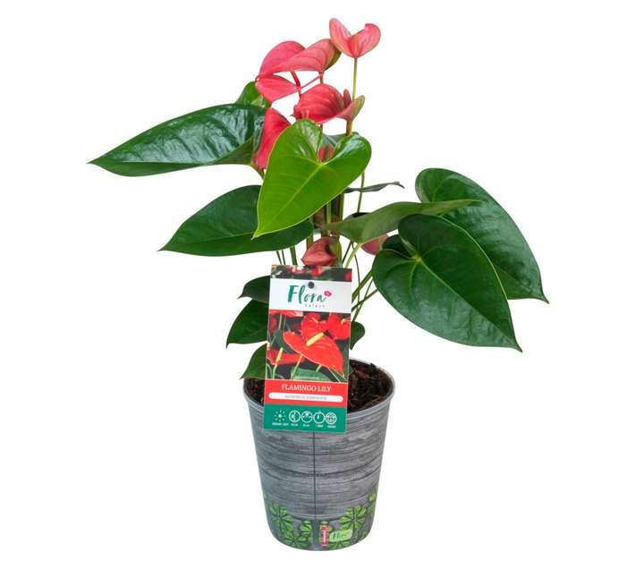 Plantimex ANTH14FS Anthurium Cover Pot (140mm)