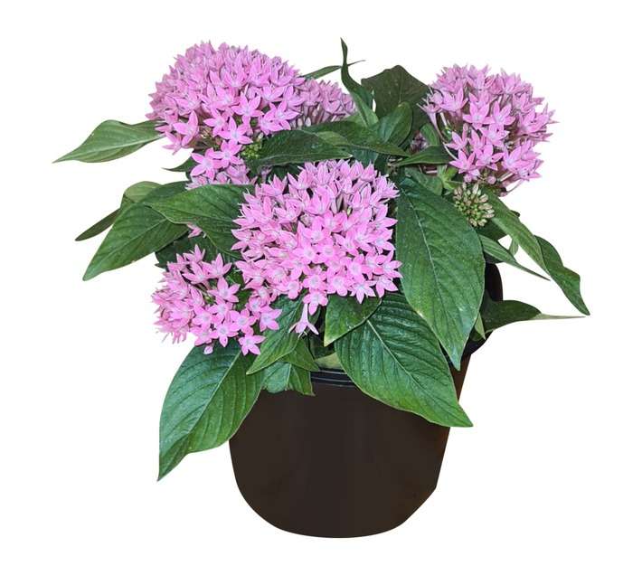 Colorweis Pentas Pot (170mm)