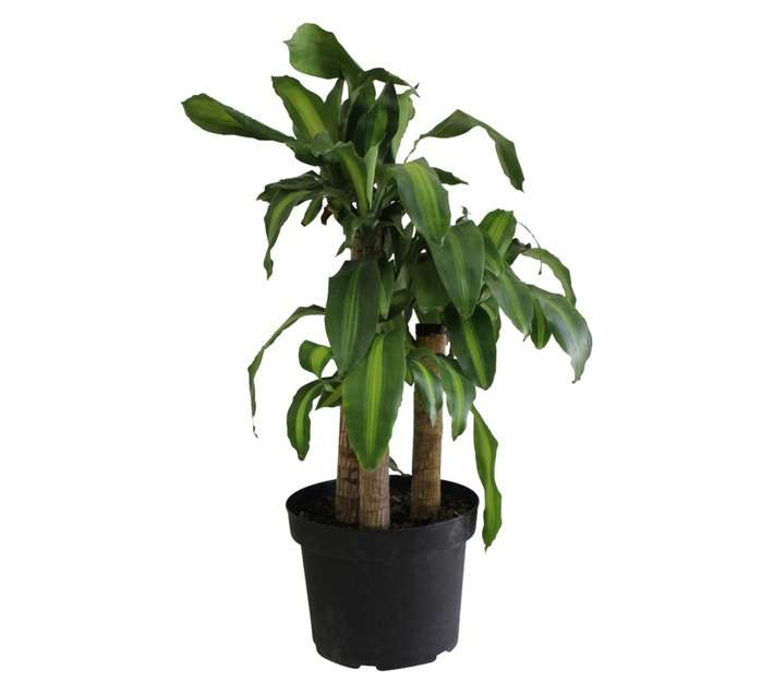 Florex 3 in 1 Dracaena Massangeana Potted Plant (250mm)
