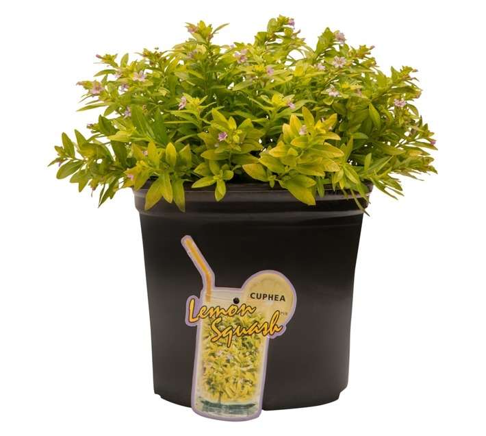 Colorweis Cuphea Hyss Lemon Squash PBR Pot (170mm)