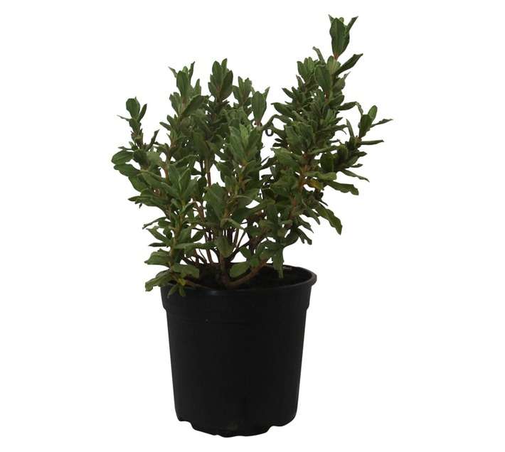 Cistus Sunset (17cm Pot)