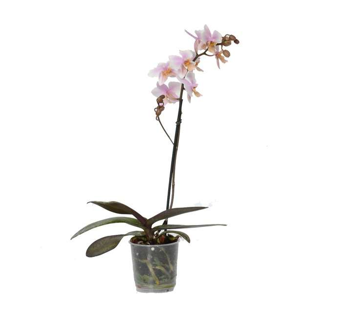 Plantimex PELA18M Phalaenopsis 1 Stem Pot (120mm)