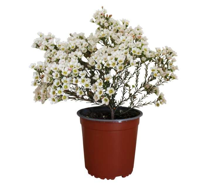 Geraldton Wax Pot (150mm)