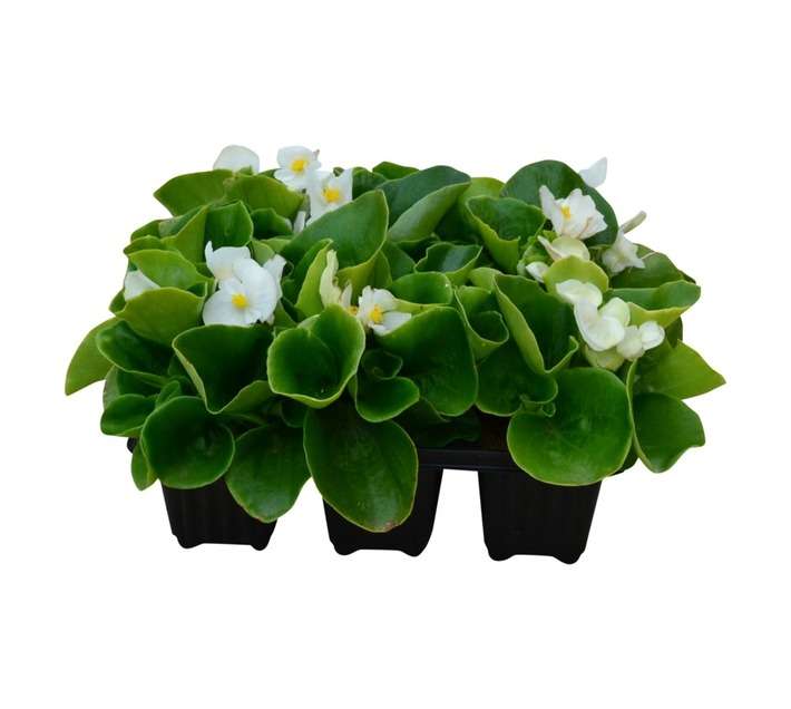 Moorland 6 x Packs of Flower Seedlings - Assorted
