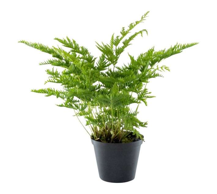 Plantimex PTST15 Pteris Straminea Pot (150mm)