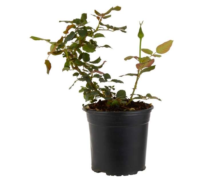 Colorweis Rose HT Electron Pot - Pink (170mm)