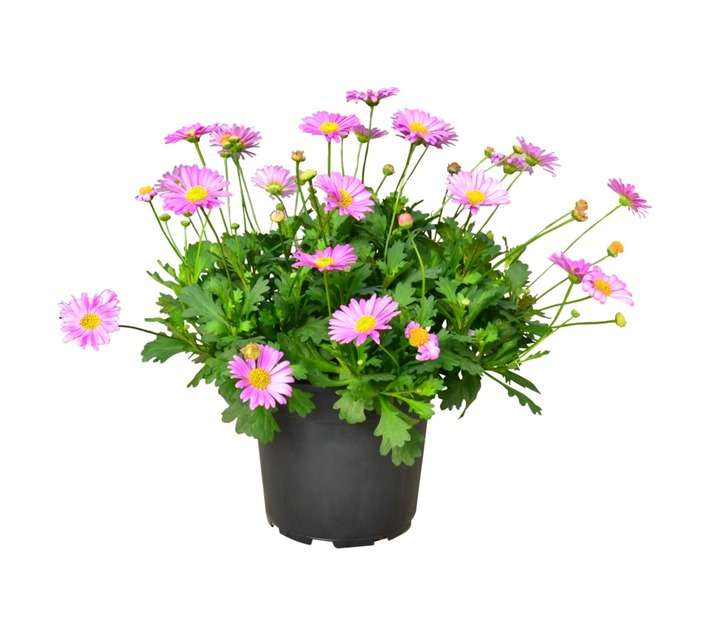 Moorland Brachyscome Potted Plant (140mm)