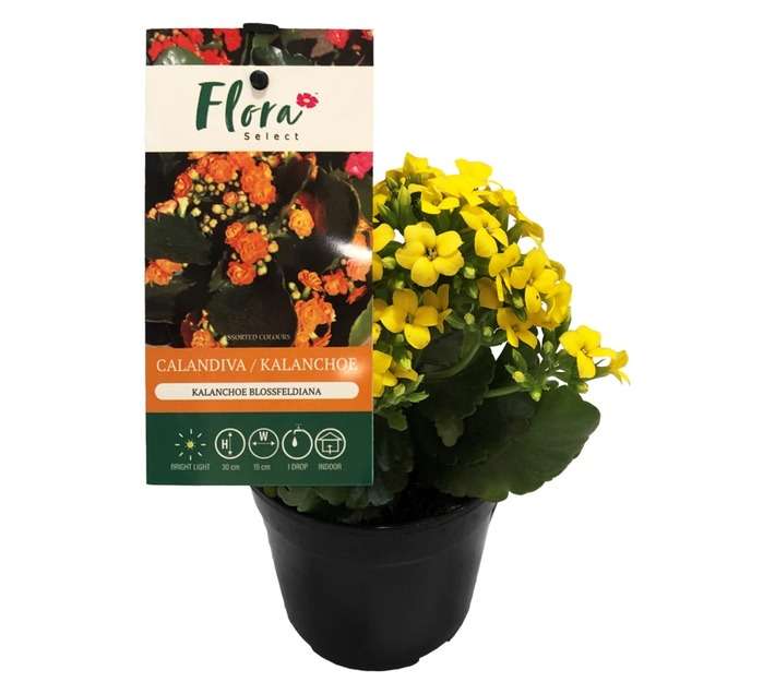House brand FS CALA12FS Calandiva with Flora Select Tag Pot (130 x 130 x 130mm)