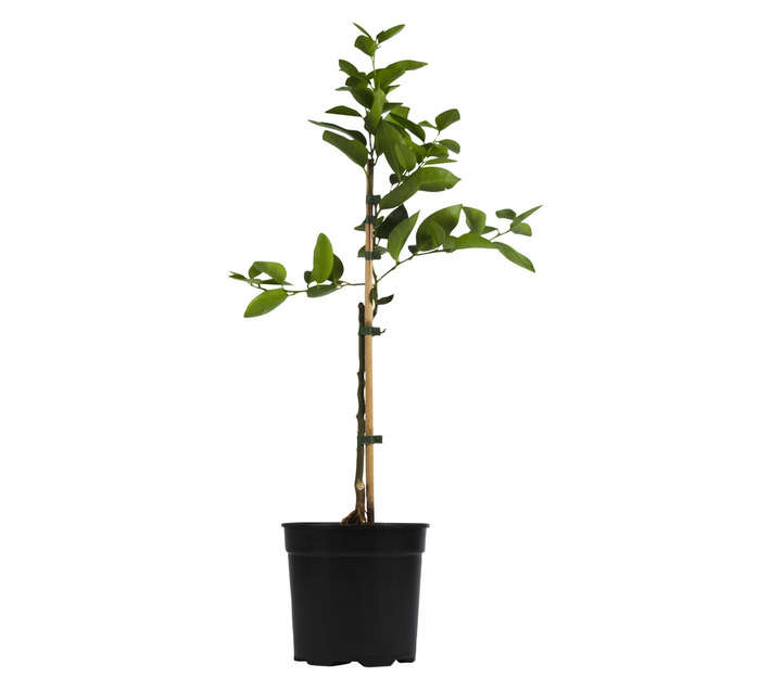 Plantimex Citrus Lime Bears Potted Plant (190mm)