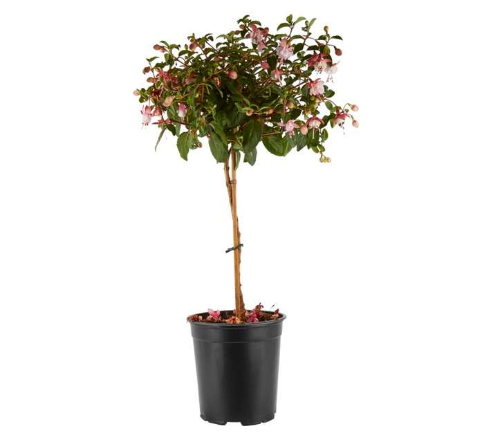 Plantimex FUCH14 Fuchsia Standard (1000 x 500 x 190mm)