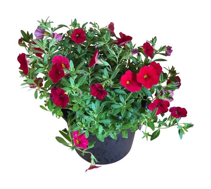 Colorweis Calibrachoa Cabaret Pot - Red (150 x 150 x 300mm)