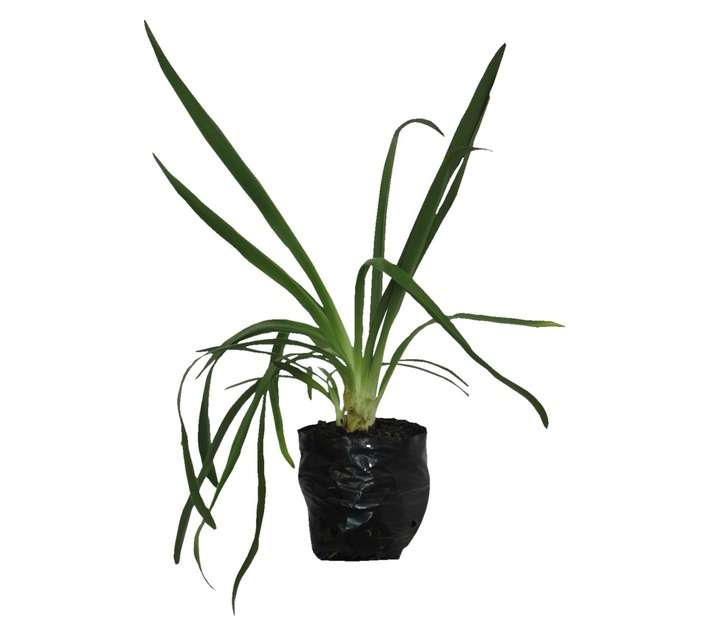 Agapanthus Praeco (4L Bag)