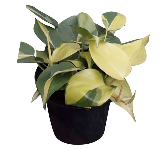 Airely Farms Philodendron Potted Plant - Assorted (150mm)