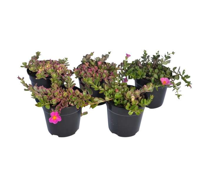 SB Portulaca Potted Plant (120mm)