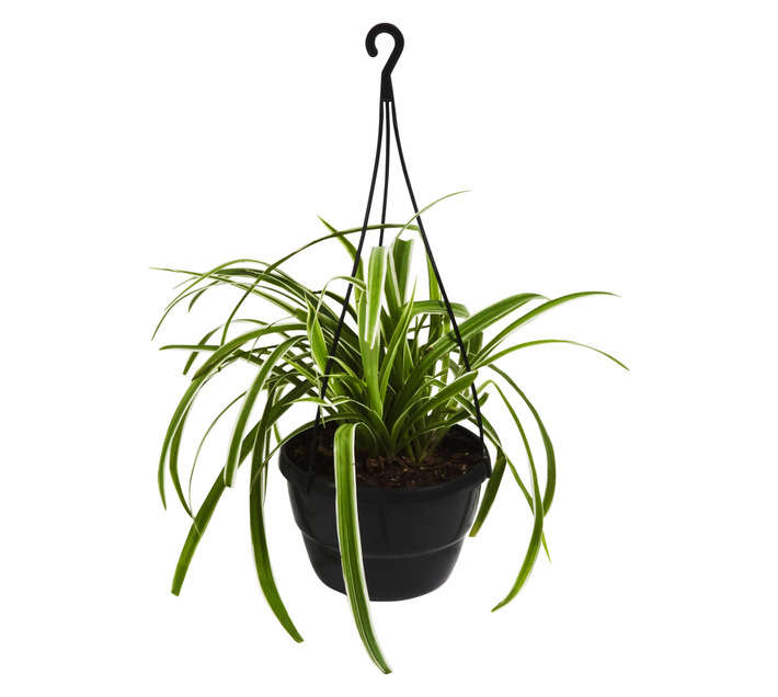 Florex Chlorophytum Plant (200mm)
