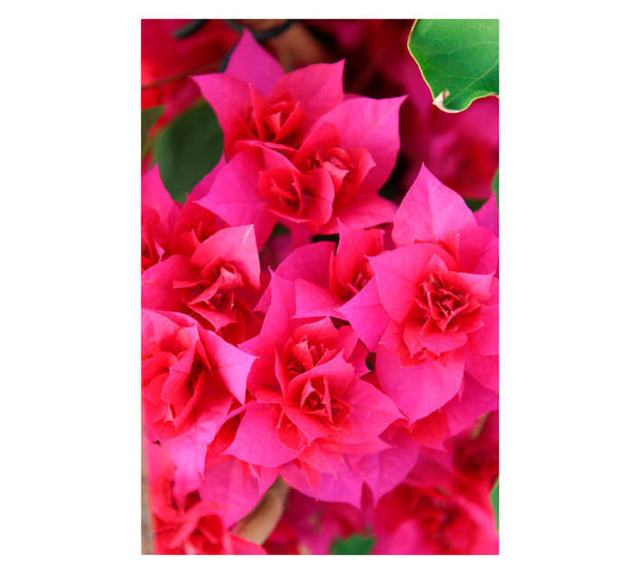 ARNELIA BOUGAINVILLEA 32CM POT ASSTD