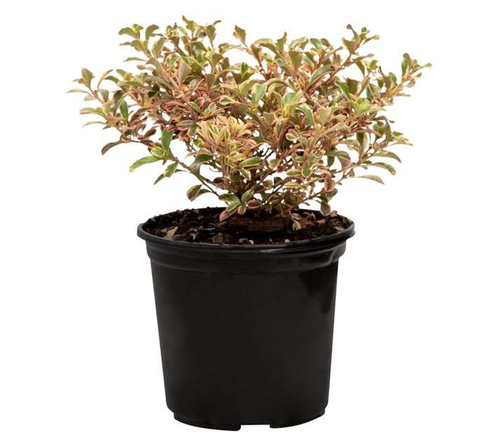 Colorweis Coprosma Splendour Pot - Pink (170mm)
