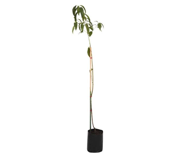 Giving Trees Crimson Blaze Nectarine Fruit Tree (10L)