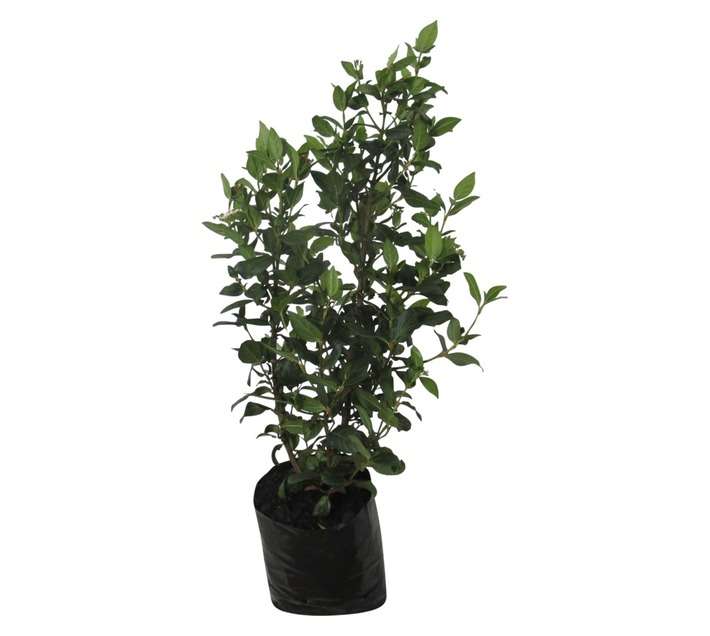 Viburnum Tinus Lucidum (10L Bag)