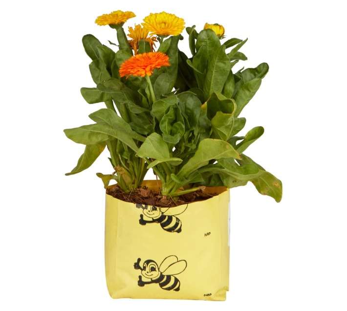 Perennial Colour Pot - Assorted (150mm)