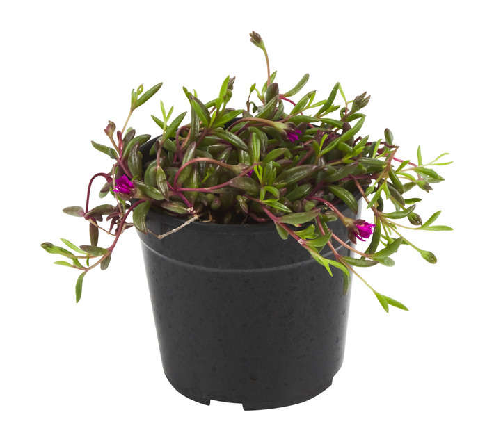 SB Mesembryanthemum Potted Plant (120mm)