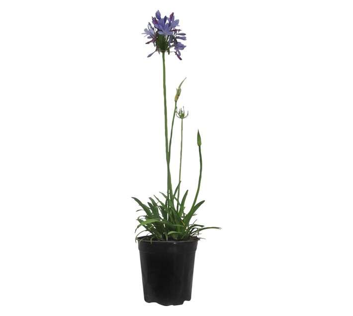 Agapanthus Blue Jay (20cm Pot)