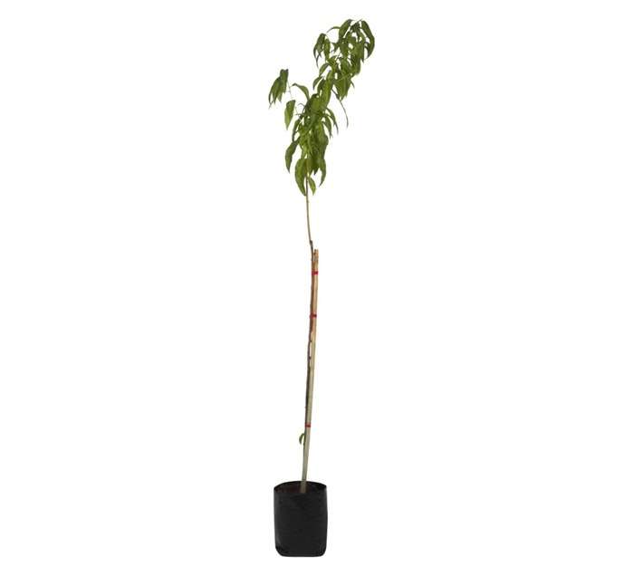 Giving Trees Flowering Red/Pink/White Peach Fruit Tree (10L)
