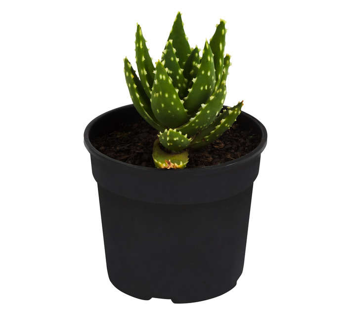 SB Aloe Potted Plant (150mm)