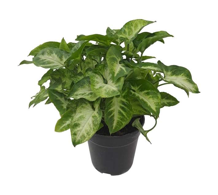 Tuberflora Syngonium Varieties Potted Plant (140mm)