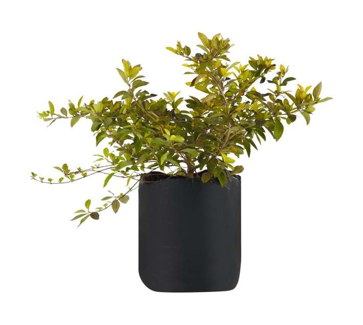 Duranta Sheen's Gold (5kg)