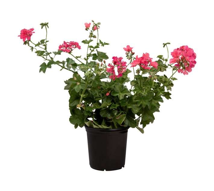 Colorweis Pelargonium Pot (170mm)