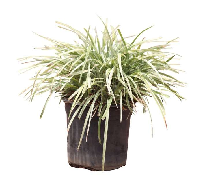 Liriope Muscari Lawn PBR Pot - Silver (170mm)