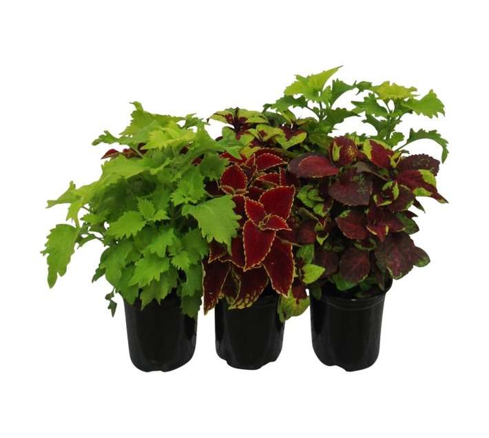 Coleus Sp Assorted (15cm Pot)