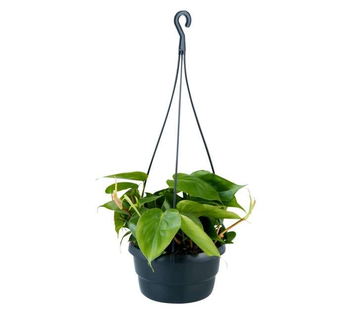 Plantimex Philodendron Scandens (160mm)