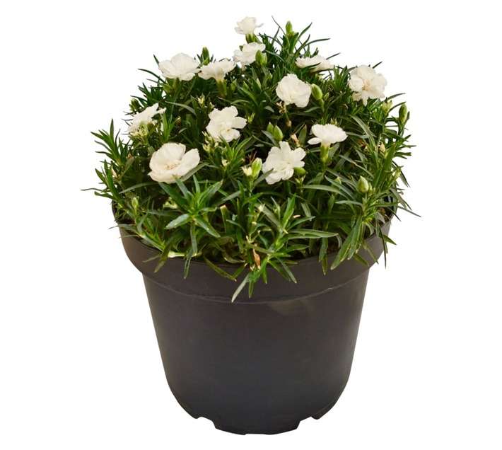Dianthus Carnation Pot (120 x 120 x 100mm)