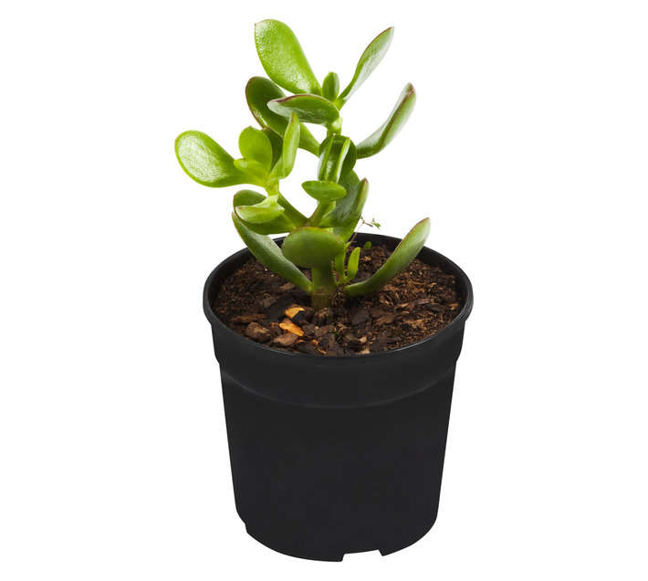 SB Crassula Potted Plant (120mm)
