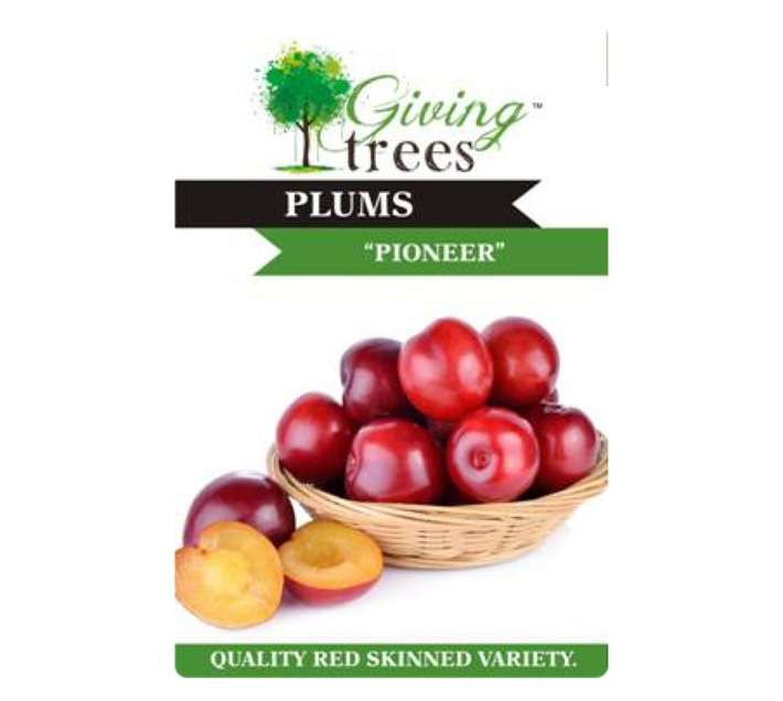 Giving Trees Plum Pioneer Fruit Tree (10L)